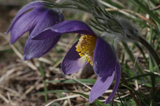 28 ou 29 mars selon la suite du printemps