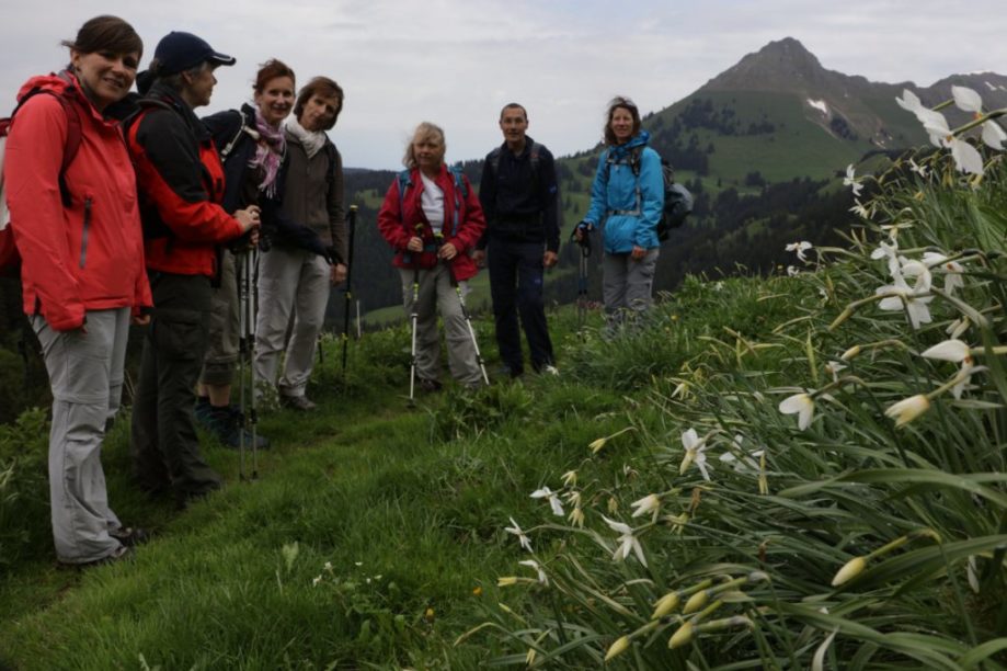 28 mai Les Narcisses des Paccots