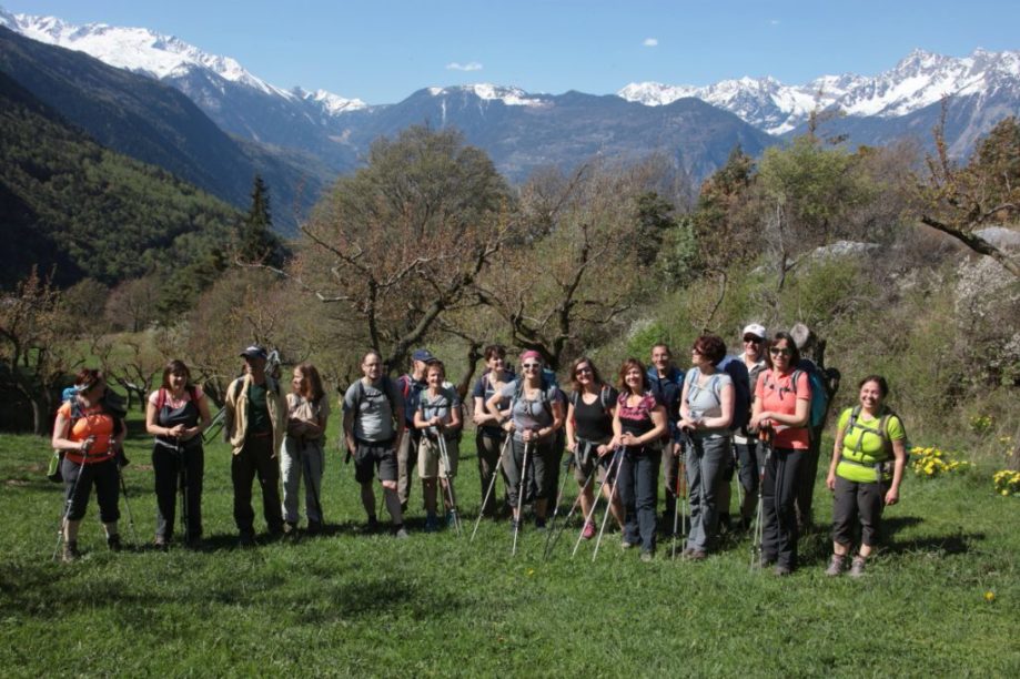 9 avril les Adonis et abricotiers en fleurs