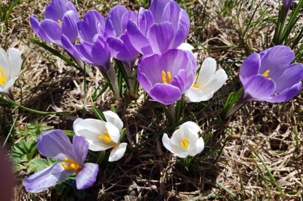 14 ou 15 mars selon l'hiver ou le printemps