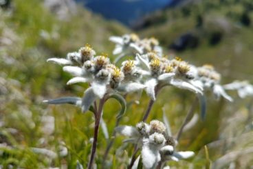 3 août au 8 août le Parc national suisse