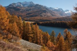 Les mélèzes de la haute Engadine 21 oct au 24 oct 2019