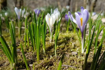 13 avril première du printemps
