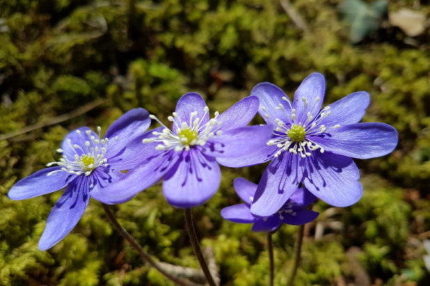 21 ou 22 mars selon la météo ou début de printemps