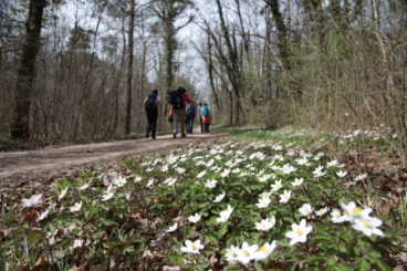 28 avril selon le printemps