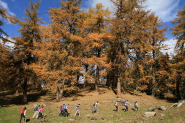 4 nov les mélèzes du col des Planches