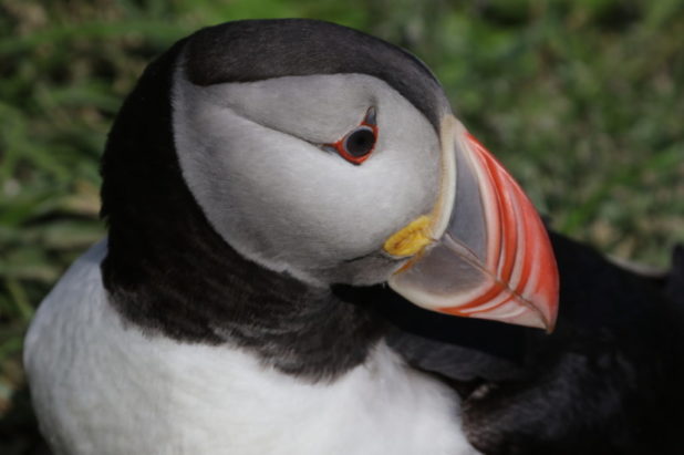 L'Islande 11 juillet au 26 juillet 2020