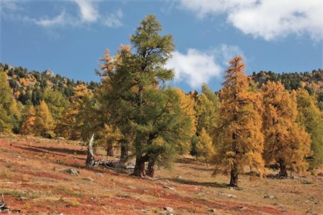 4 oct couleurs automnales dans les Mélèzes