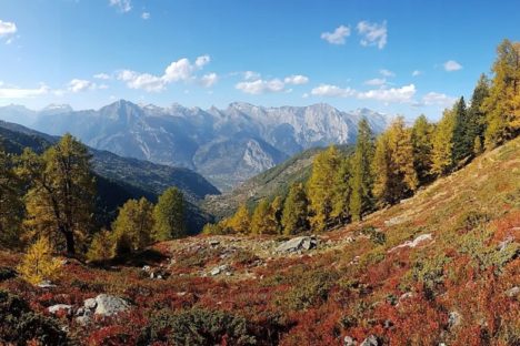 25 oct les mélèzes