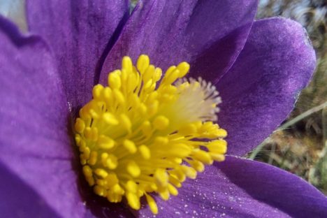 28 mars selon le printemps