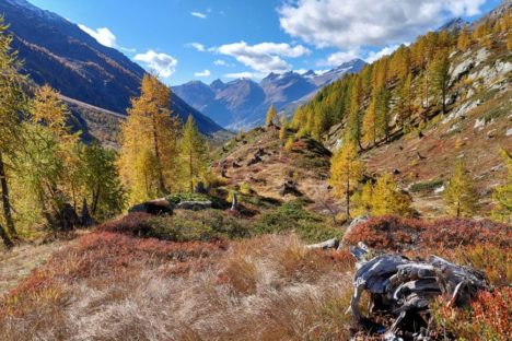 8 nov randonnée dans les mélèzes