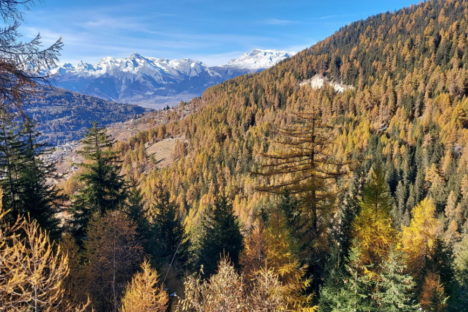 1er novembre randonnée dans les mélèzes
