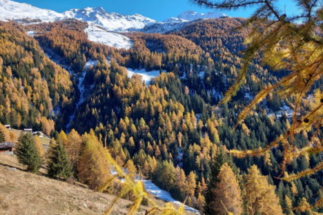 7 nov encore des mélèzes avant la neige