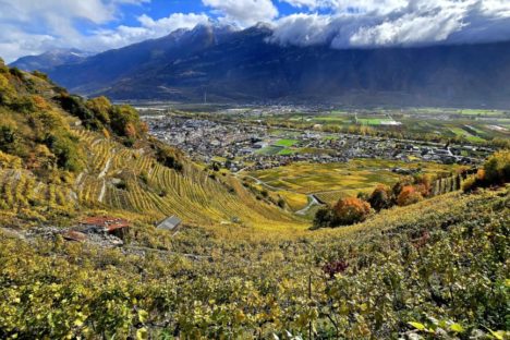26 oct les vignes et feuillus de Fully